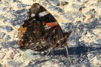 Vanessa atalanta