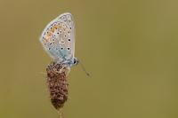Polyommatus icarus