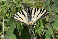 Iphiclides podalirius