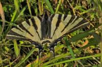 Iphiclides podalirius