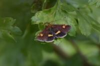 Pyrausta aurata