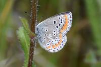 Aricia agestis