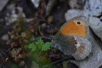 Coenonympha pamphilus