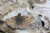 Erynnis tages