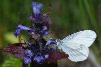 Leptidea sinapis
