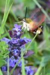 Hemaris fuciformis