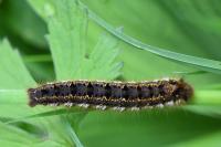Euthrix potatoria