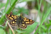 Carterocephalus palaemon