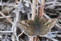 Erynnis tages