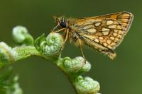 Carterocephalus palaemon