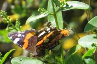 Vanessa atalanta