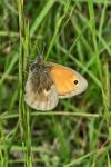 Coenonympha pamphilus