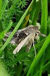 Autographa gamma