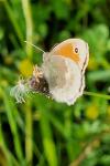 Coenonympha pamphilus