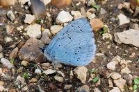 Celastrina argiolus