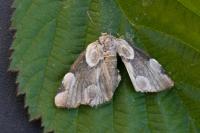 Thyatira batis