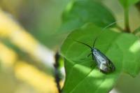 Adela reaumurella