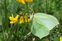 Gonepteryx rhamni