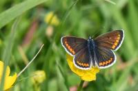 Aricia agestis