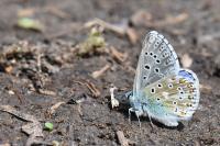 Lysandra bellargus
