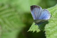 Celastrina argiolus