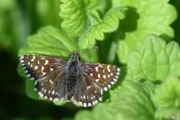 Pyrgus malvae