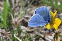 Lysandra bellargus