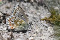 Lysandra bellargus