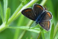Aricia agestis