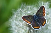 Aricia agestis