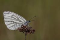 Pieris napi