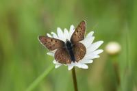 Lycaena tityrus