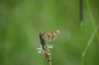 Melitaea cinxia