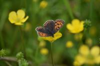 Lycaena tityrus