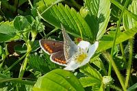 Aricia agestis