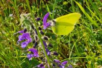 Gonepteryx rhamni