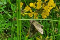 Autographa gamma