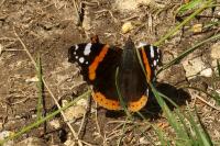 Vanessa atalanta