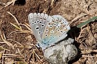 Lysandra bellargus