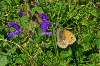 Coenonympha pamphilus
