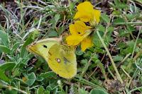 Colias