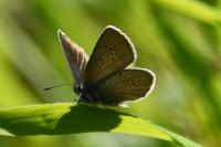 Cyaniris semiargus