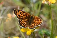Melitaea phoebe