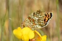 Melitaea phoebe