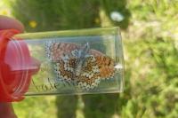Melitaea cinxia