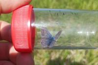 Polyommatus icarus