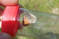 Coenonympha pamphilus