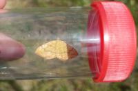 Camptogramma bilineata