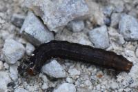 Eupsilia transversa