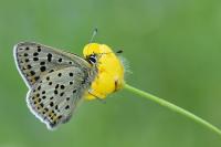 Lycaena tityrus